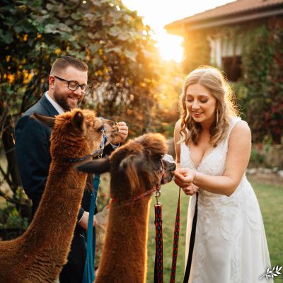 alpaki corazon łomianki pan młody panna młoda sesja plenerowa poślubna zachód słońca golden hour złota godzina